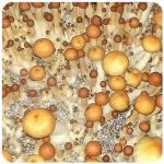 Псилоцибиновые (галлюциногенные)  грибы Psilocybin "Golden Teacher" в Железногорск-Илимском